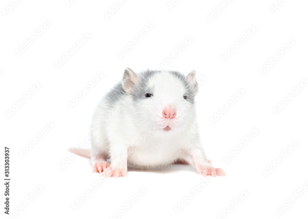 rat, isolated on white background.Symbol Of the new year 2020 rat, isolated on white background.Symbol Of the new year 2020
