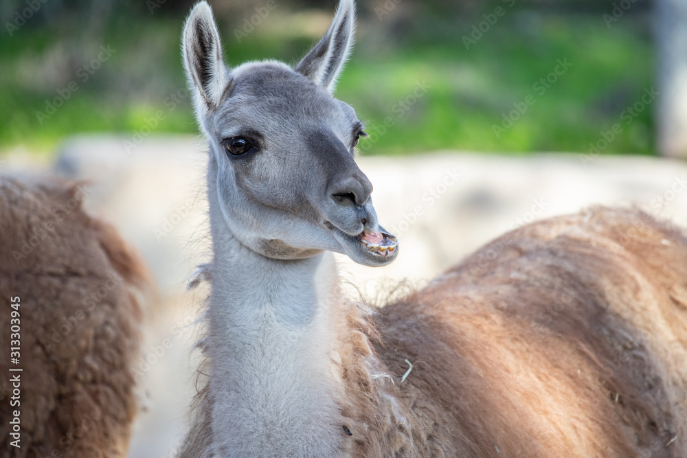 Obraz premium Zoo Life