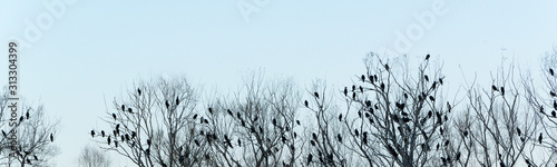 Silhouette of many birds on the trees