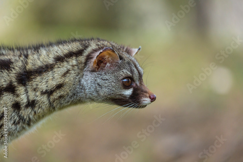 Photography COMMON GENET - GINETA  (Genetta genetta)