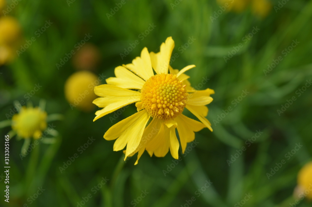 flor ara,erela flor ara,erela
