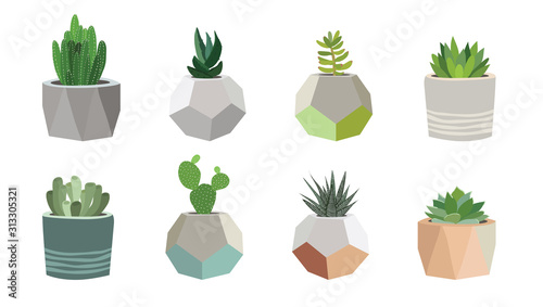 Small succulent and cacti plants in pots, vector illustration