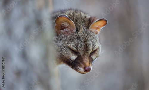 COMMON GENET - GINETA  (Genetta genetta) photo