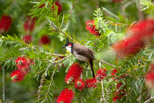 Red whiskered bulbul, pycnonotus jocosus, crested bulbul, Mauritius photo