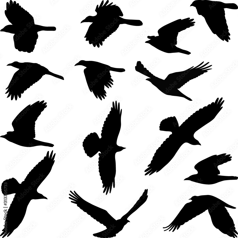Obraz premium birds silhouettes
