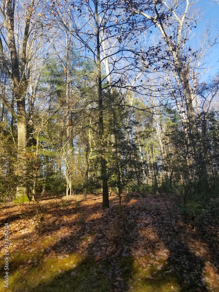 forest, autumn, nature, tree, landscape, trees, fall, leaves, park, wood, woods, leaf, foliage, sun, sky, green, yellow, road, season, birch, path, light, outdoor, color, outdoors forest, autumn, nature, tree, landscape, trees, fall, leaves, park, wood, woods, leaf, foliage, sun, sky, green, yellow, road, season, birch, path, light, outdoor, color, outdoors
