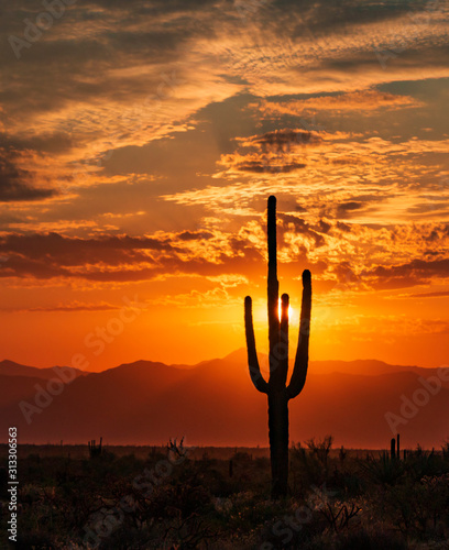 Silhouette Of Cactus At Sunrise In AZ