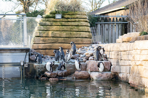 Penguins in Copenhagen Zoo