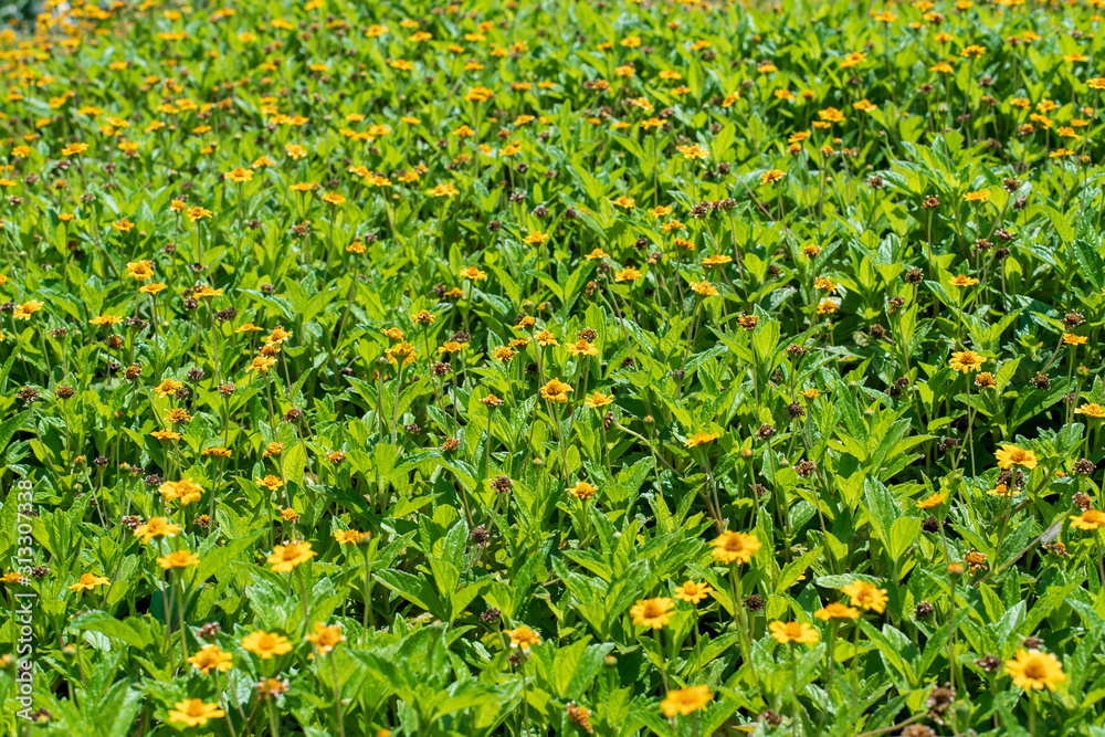Field of yellow flowers with green petals in Israel