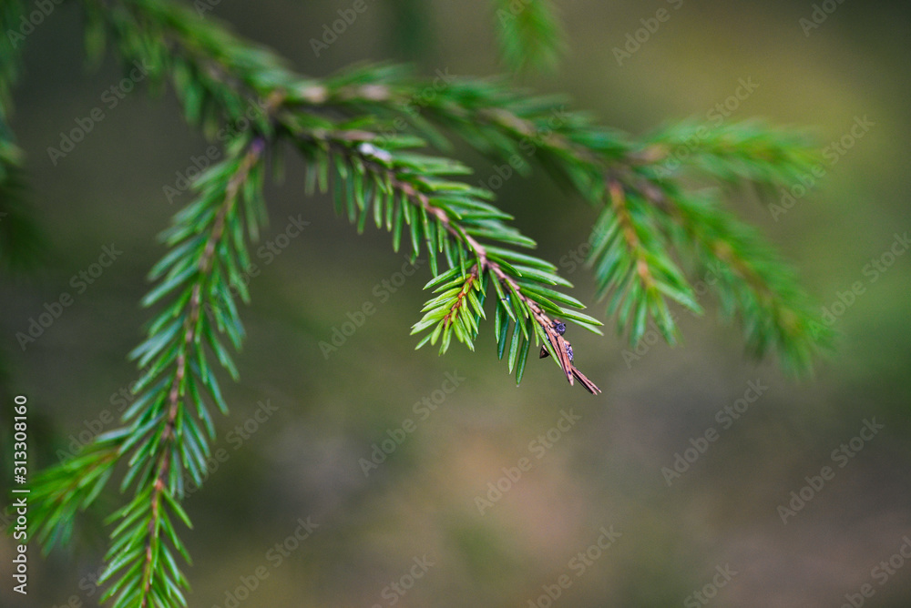 Beautiful Christmas tree twigs, outdoors. Coniferous green plants. Detail of a fresh spruce branch in a forest.