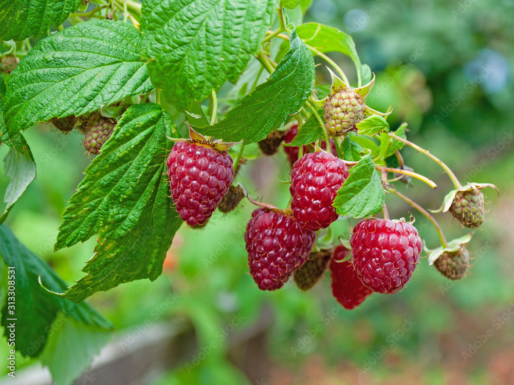 Himbeeren am Strauch im Garten Himbeeren am Strauch im Garten