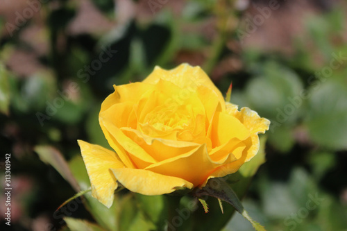 Blooming Fresh Yellow Rose Flower