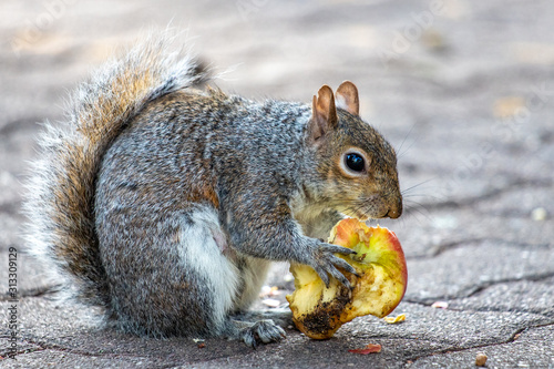 squirrel eating an apple
