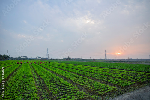 Worker working on a vegetable farm