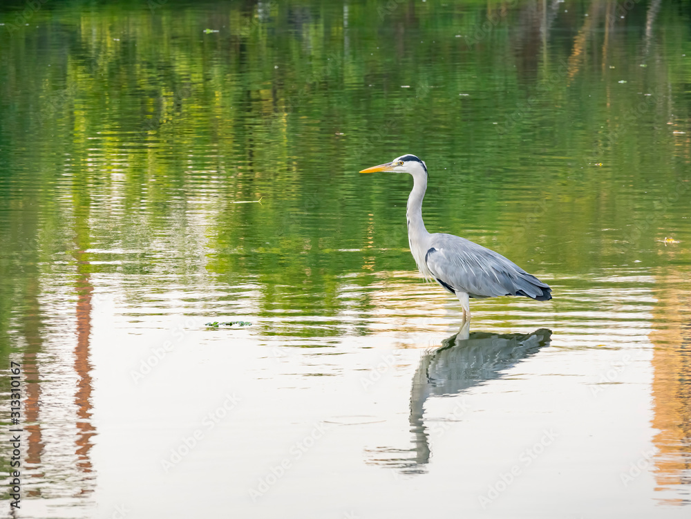 Morning view of a Grey heron standing in a pond Morning view of a Grey heron standing in a pond