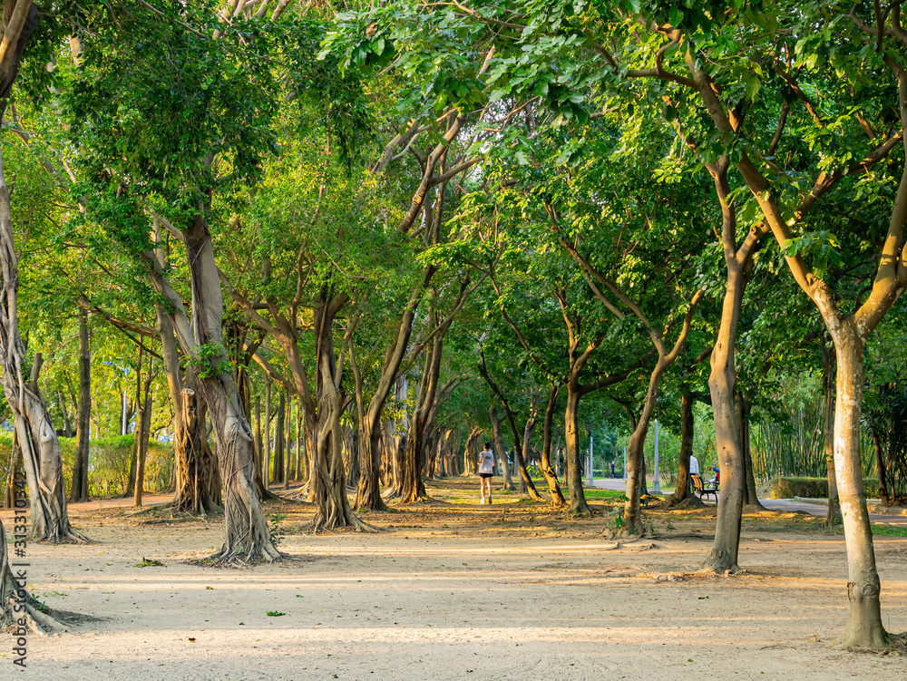 Morning view of tree landscape at Daan Forest Park