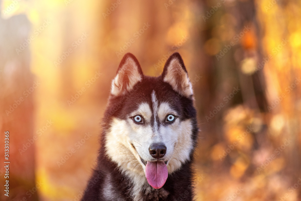 Portrait of happy dog breed Siberian husky in the bright yellow autumn forest. Portrait of happy dog breed Siberian husky in the bright yellow autumn forest.