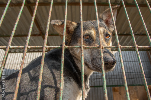 closeup portrait sad dog puppy locked in the cage. homeless dog concept