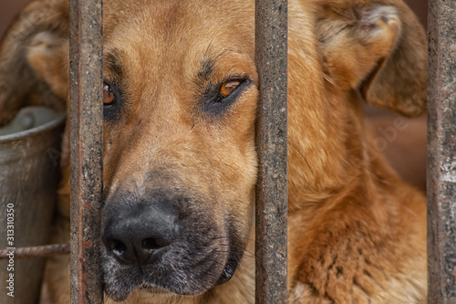 closeup portrait sad dog puppy locked in the cage homeless dog concept
