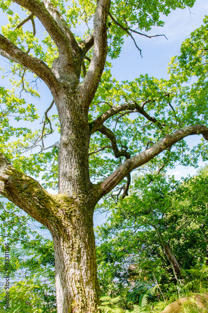 Giant Tree