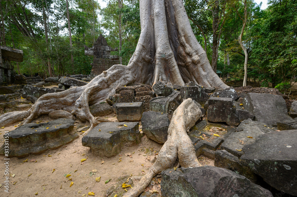 Ta Prom ,arbres ,racines et temple Ta Prom ,arbres ,racines et temple