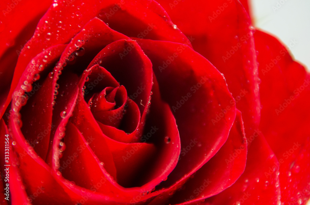 Soft focus. Macro image of dark red rose with water droplets. Romantic background.