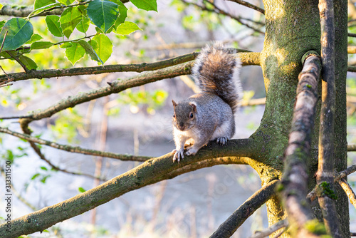 Curious Squirrel © Neil