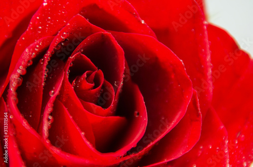 Fototapeta Naklejka Na Ścianę i Meble -  Soft focus. Macro image of dark red rose with water droplets. Romantic background.