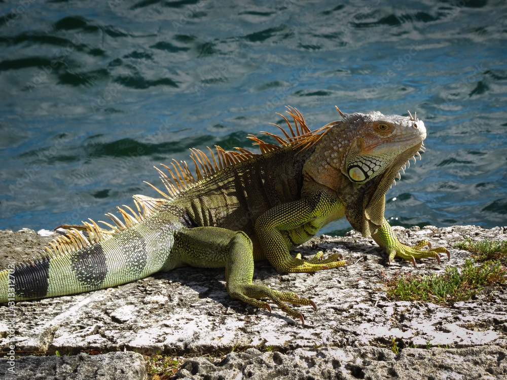 Wild iguana dragon with beautiful green and brown colors resting in sunlight at beach
