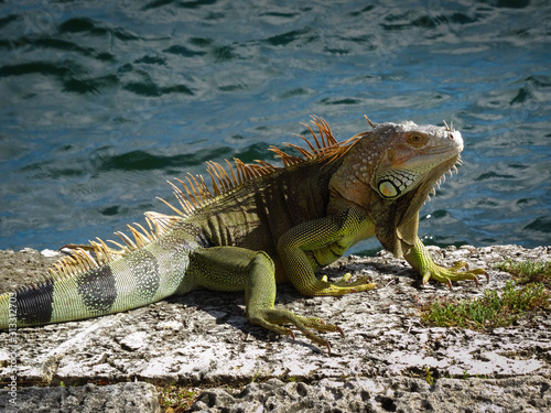 Wild iguana dragon with beautiful green and brown colors resting in sunlight at beach