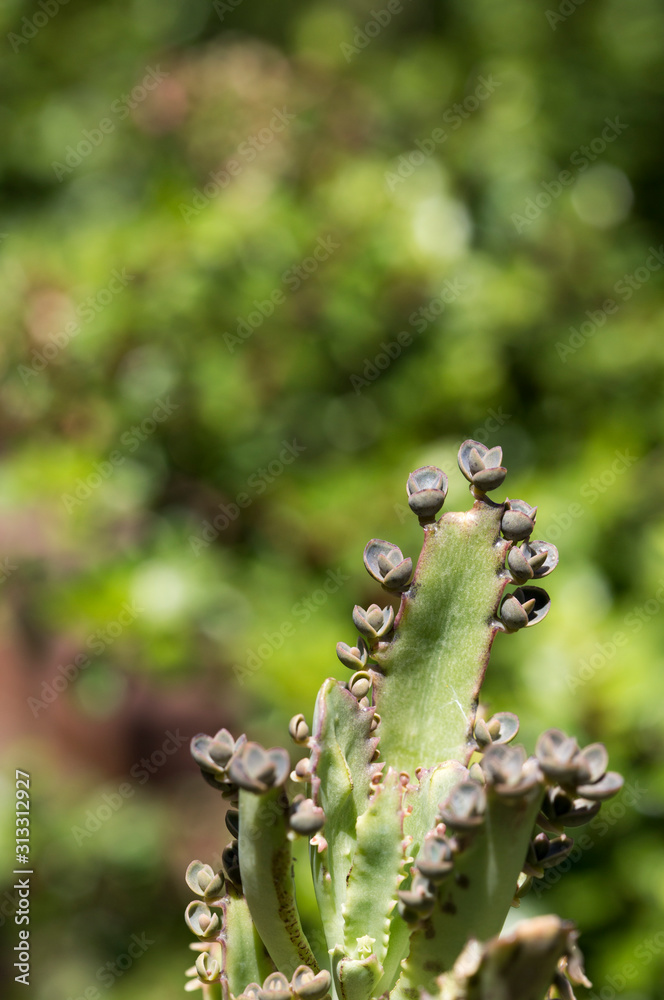 green succulents growing in a garden setting green succulents growing in a garden setting