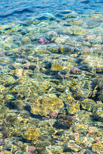 Coral under clear water. Abstract marine background. Vertical photo. Blurry