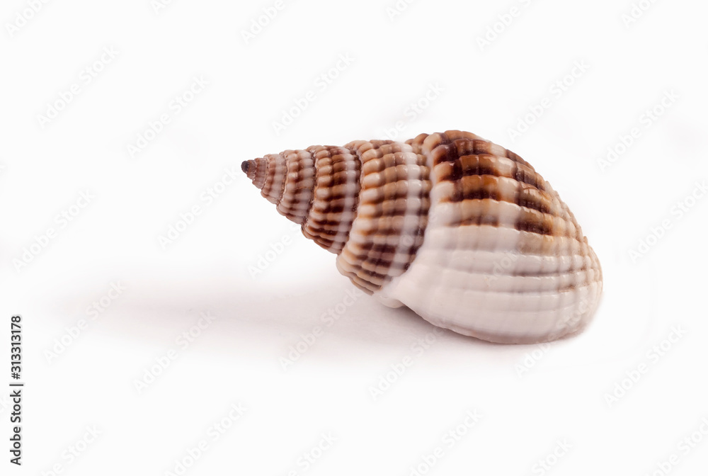 sea shell isolated on white background