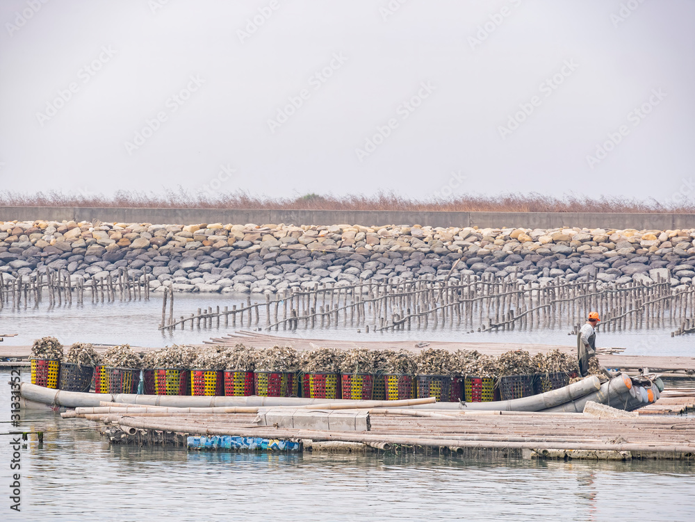 Morning view of a traditional oyster farm