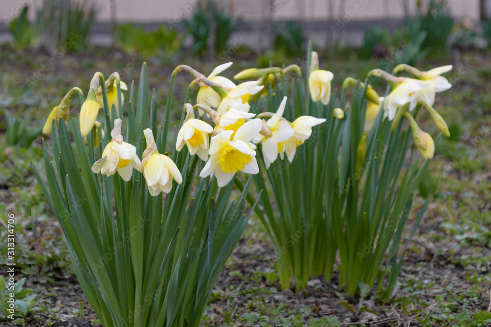 Daffodils in the flower bed Daffodils in the flower bed