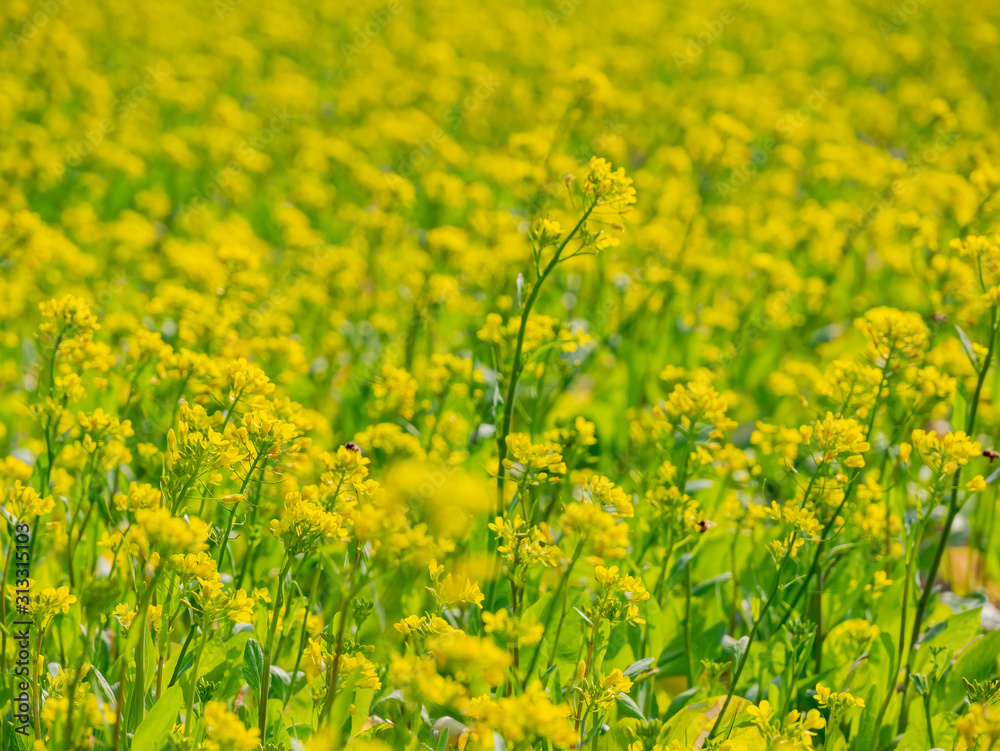 Fototapeta premium Close up shot of many yellow Canola flower blossom
