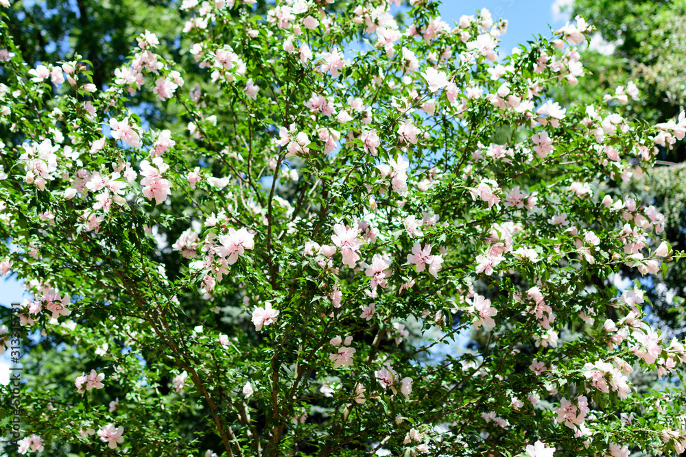Flowers bloom in the garden Flowers bloom in the garden