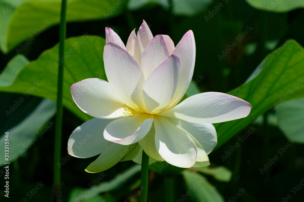 Lotus flower