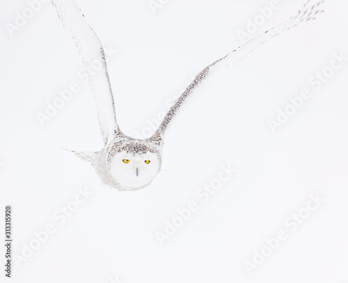 BUHO NIVAL - SNOWY OWL (Nyctea scandiaca) photo