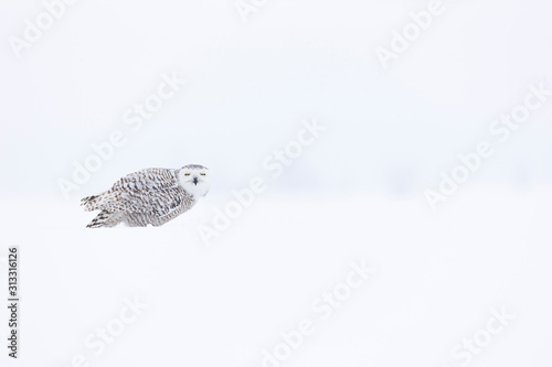 BUHO NIVAL - SNOWY OWL (Nyctea scandiaca) photo