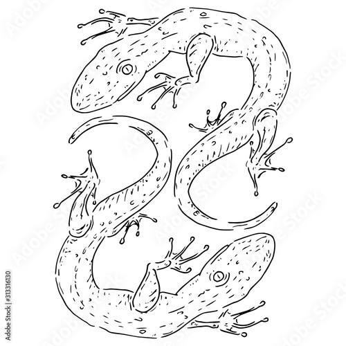 Lizard icon. Vector illustration of a lizard. Hand drawn lizard.