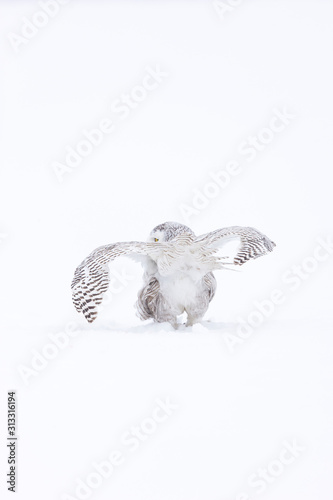 BUHO NIVAL - SNOWY OWL (Nyctea scandiaca) photo