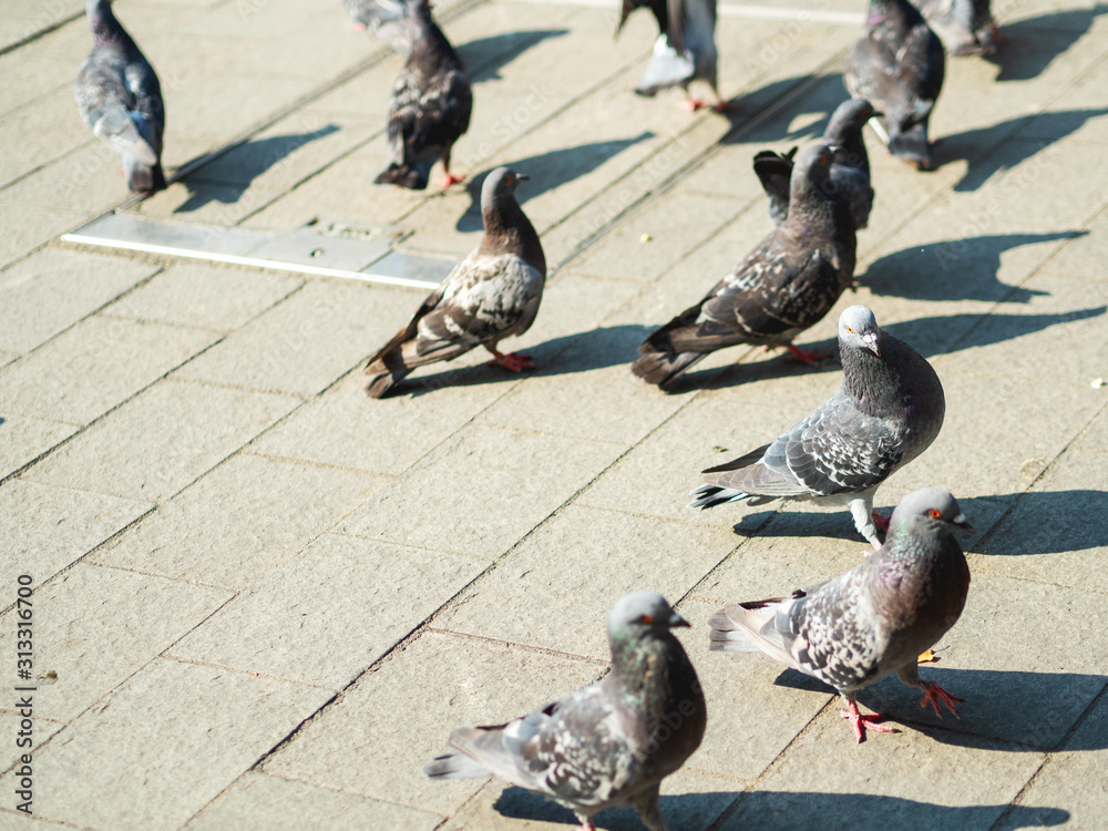 Obraz premium pigeons on the square on a bright Sunny summer day. european. journey