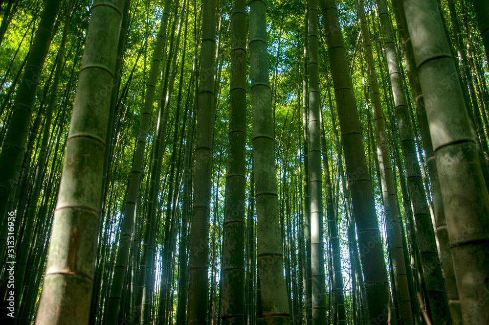 Fototapeta premium Green Japanese bamboo forest