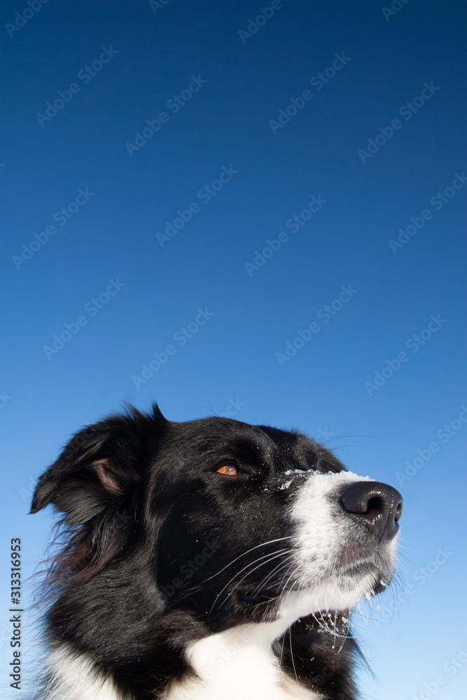 Border collie dog with blue sky background looking at horizon