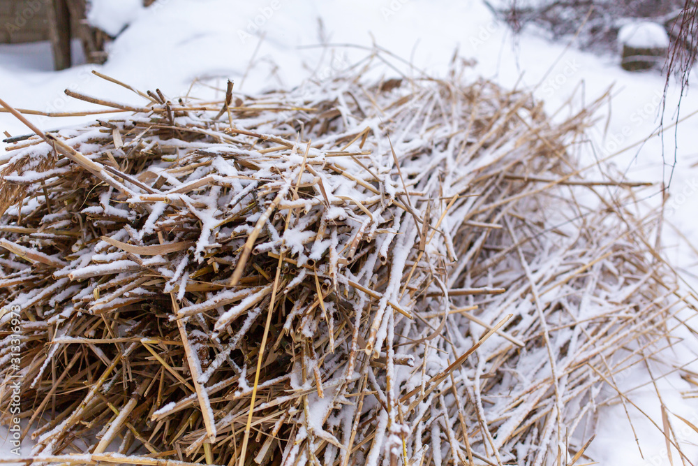 Winter, field with dry grass covered with white snow Winter, field with dry grass covered with white snow