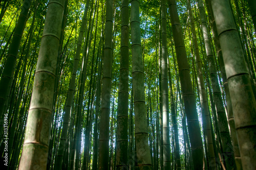 Green Japanese bamboo forest