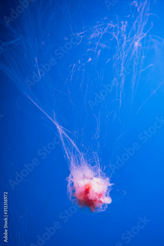 Lions mane jellyfish, under water