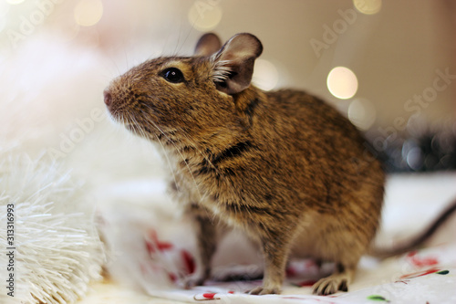 A degu rodent on a festive background. Symbol of Chinese happy new 2020 photo
