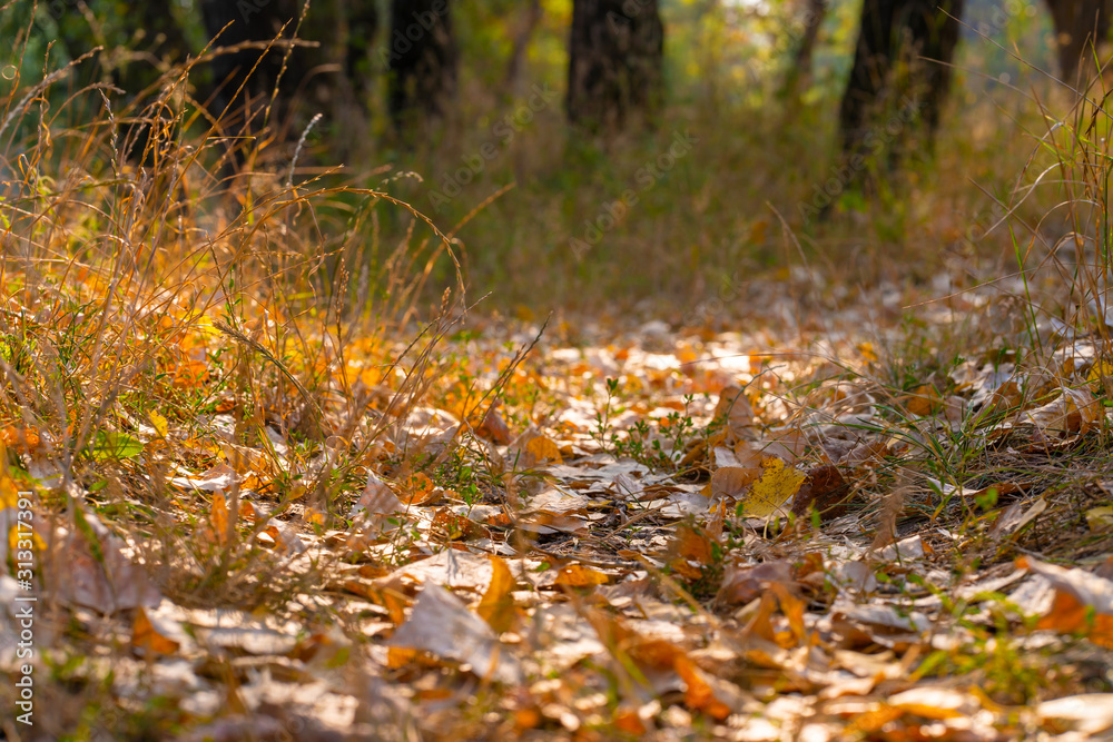 Autumn wild forest. Well-trodden path, fallen yellow leaves and yellowed grass Autumn wild forest. Well-trodden path, fallen yellow leaves and yellowed grass